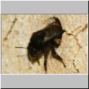 Anthophora plumipes - Pelzbiene w06b.jpg